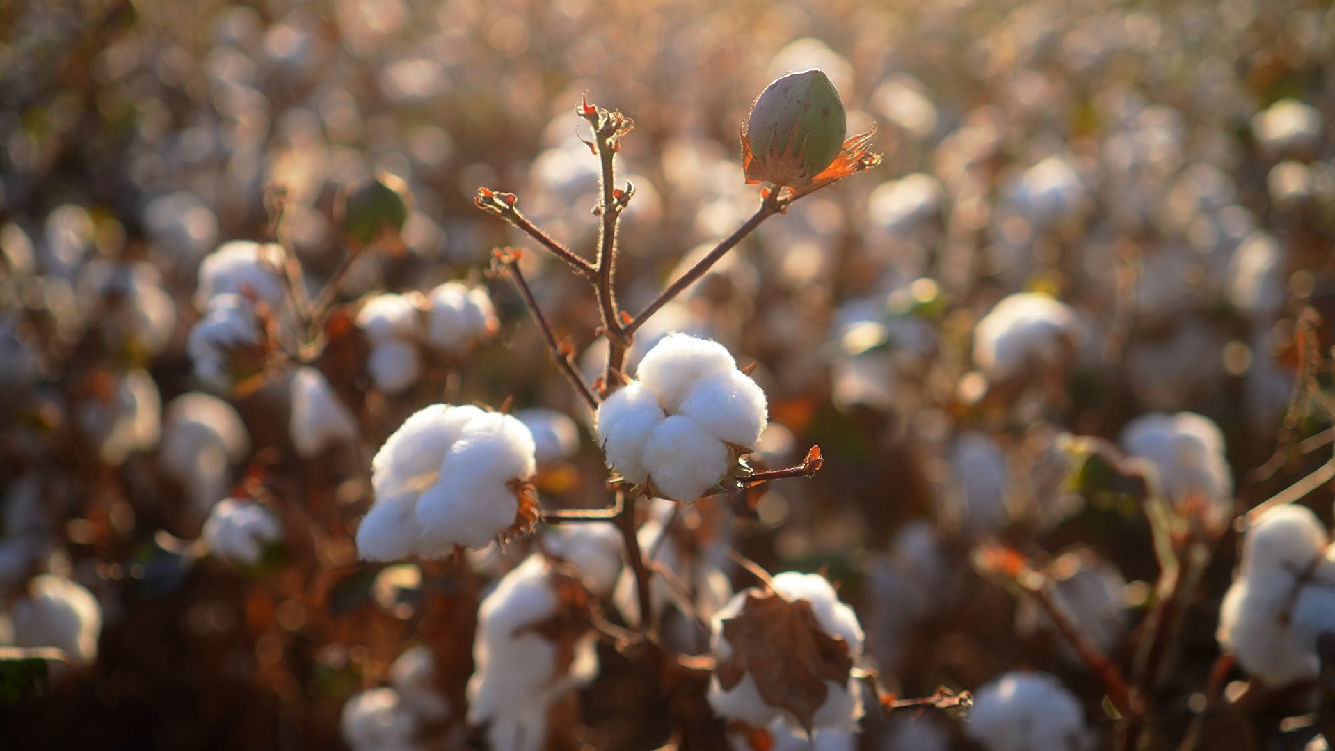 PAMUKTA HASAT DÖNEMİ BAŞLADI